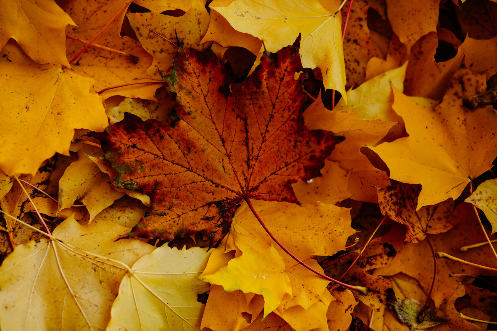 Close-Up Photo of Dry Maple Leaves